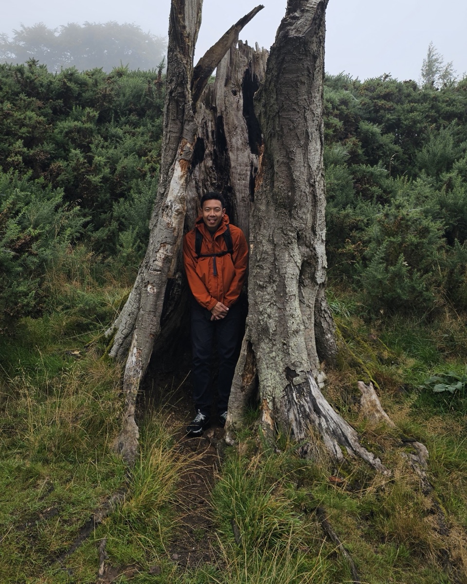 Por standing inside a hollow tree trunk on a foggy hillside
